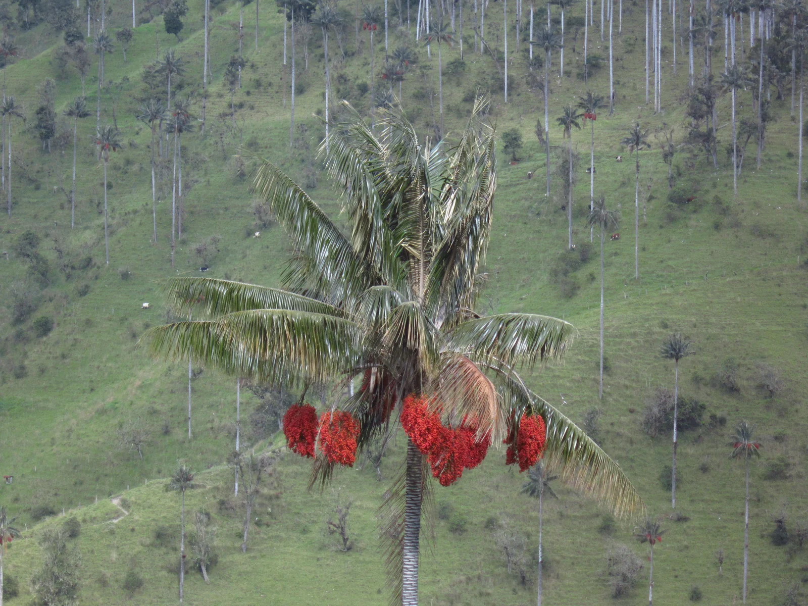Ripe wax palm fruit at La Carbonera