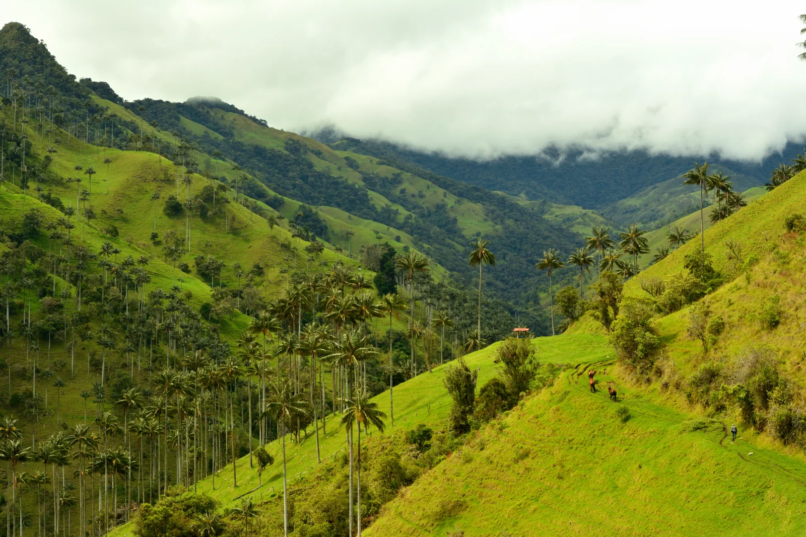 La Carbonera valley and its wax palms