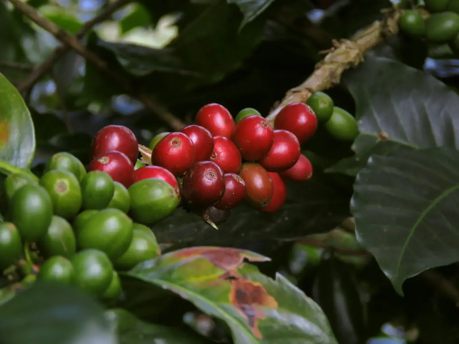 Rote und grüne Kaffeekirschen am Zweig