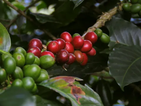 Red and green coffee cherries on the branch