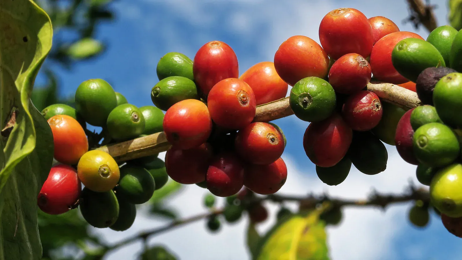 Cerises de café arabica