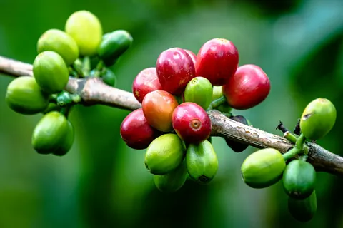 Coffee cherries on the coffee plant