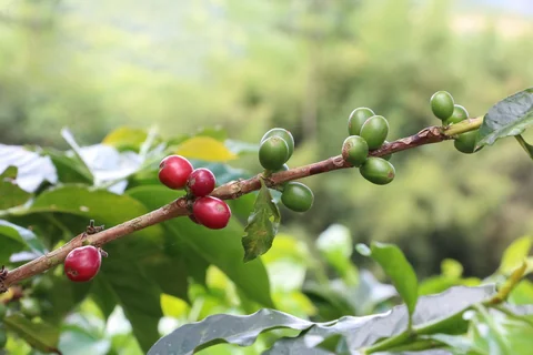Coffee cherries on the branch