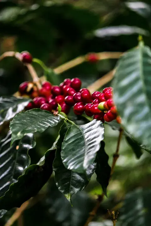Reifende Kaffeekirschen