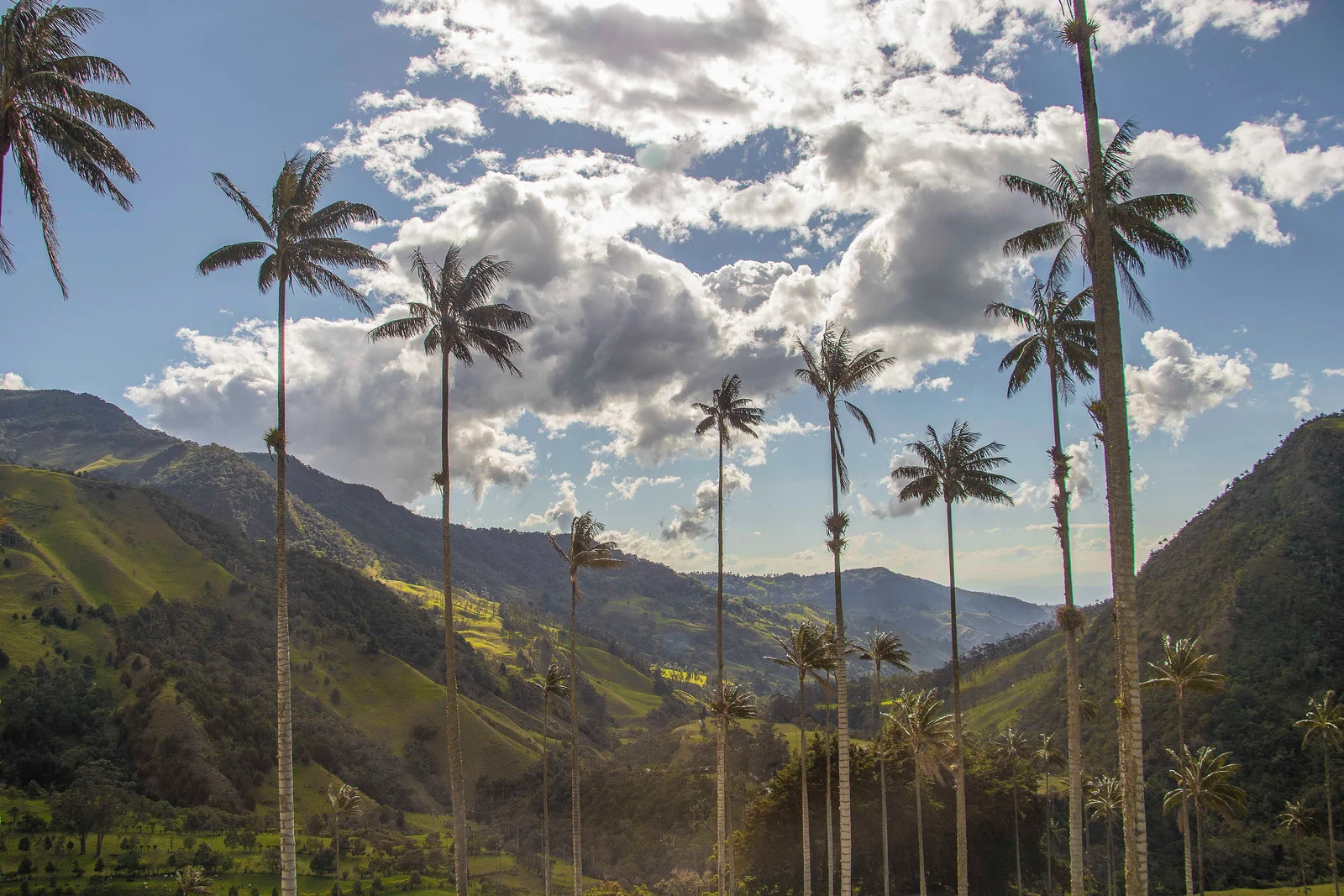 Palmiers de cire devant la vallée de Cocora, sous un ciel de nuages