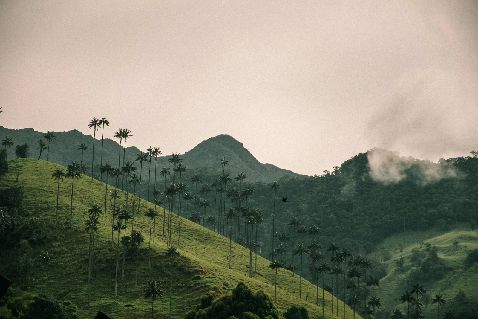 Hill covered in wax palms