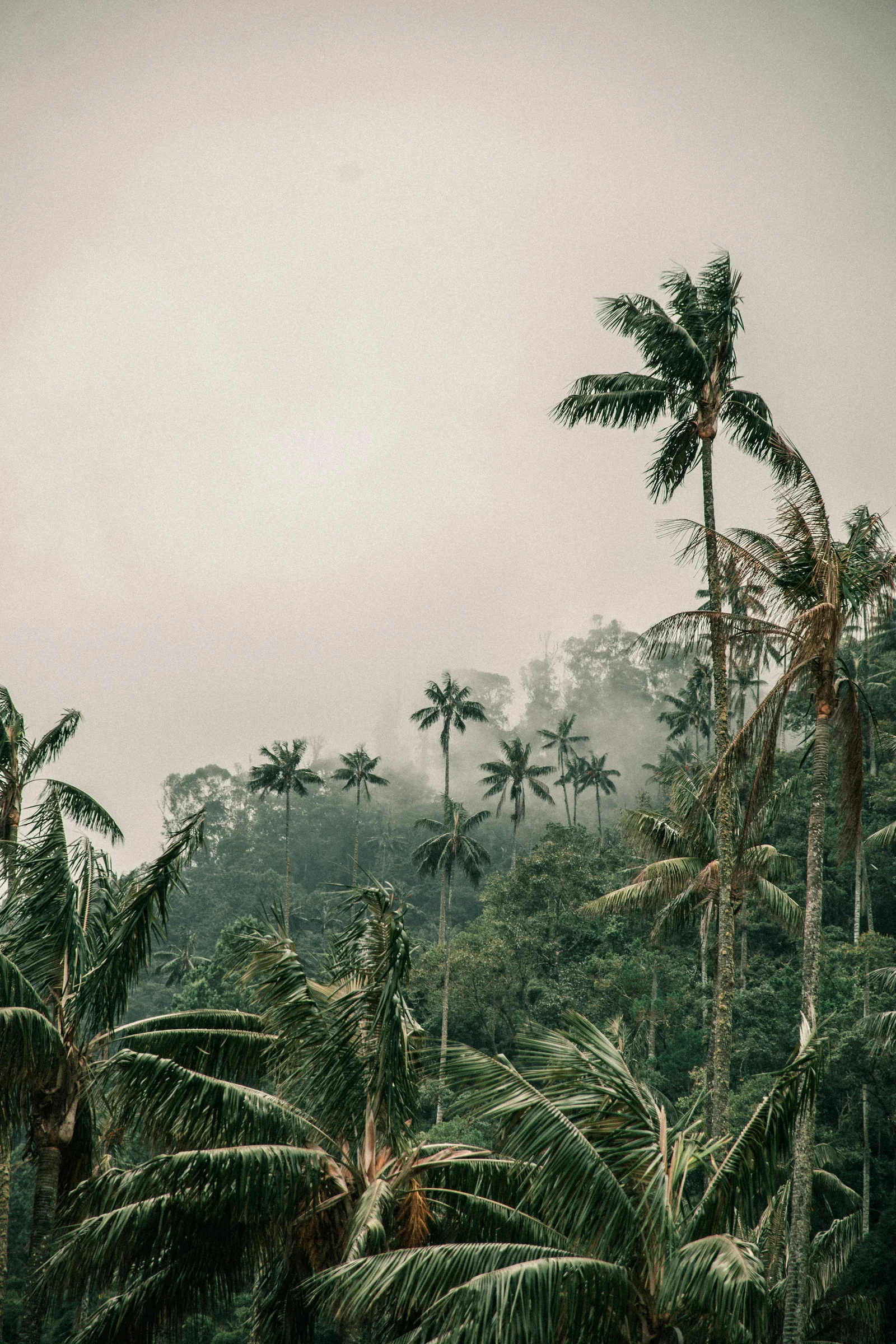 Forest of tall wax palms