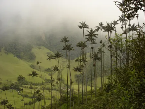 Wax palm forest