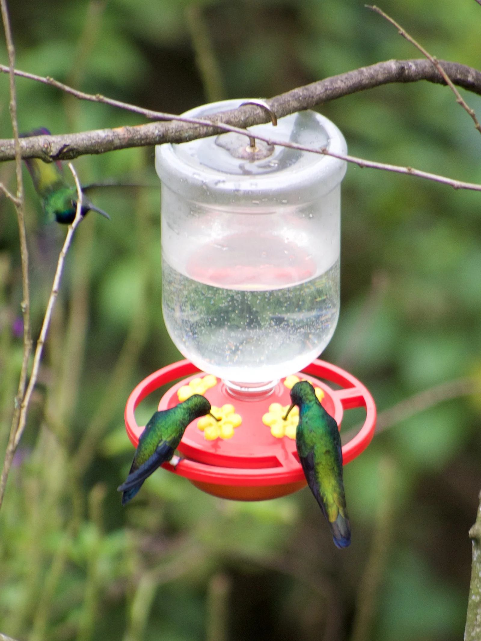 Kolibris im Jardín Botánico del Quindío