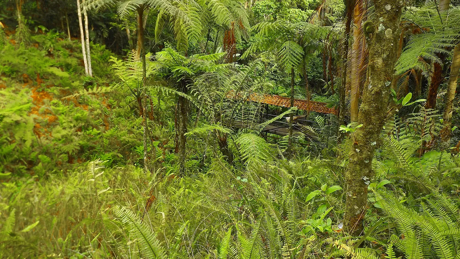 Forêt de fougères du Jardín Botánico del Quindío
