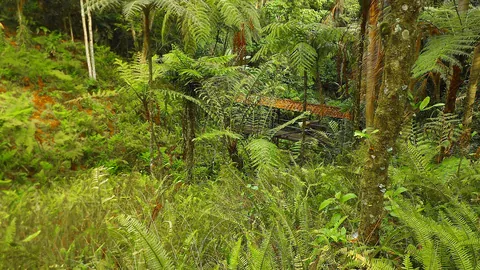 Farnwald im Jardín Botánico del Quindío