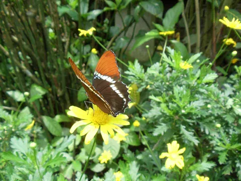 Schmetterling auf einer Blüte im Schmetterlingshaus von Calarcá