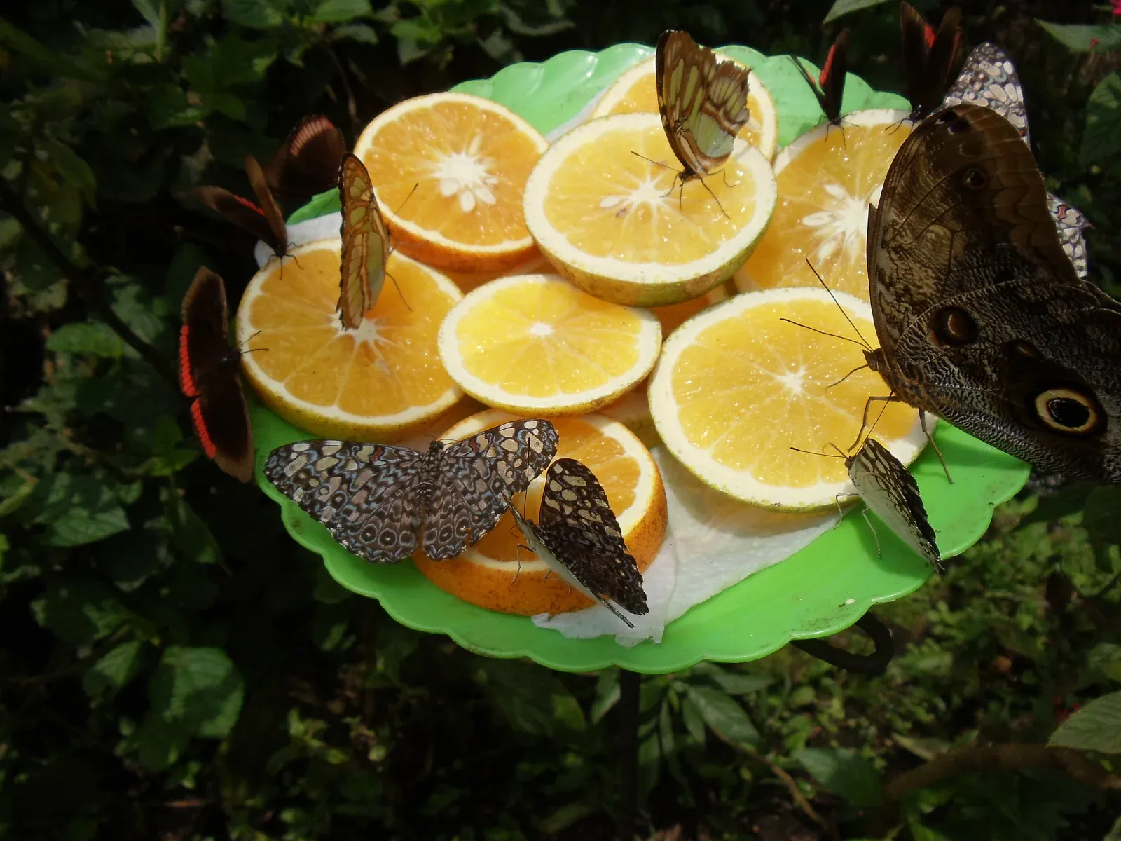 Schmetterlinge auf Orangen im Jardín Botánico del Quindío