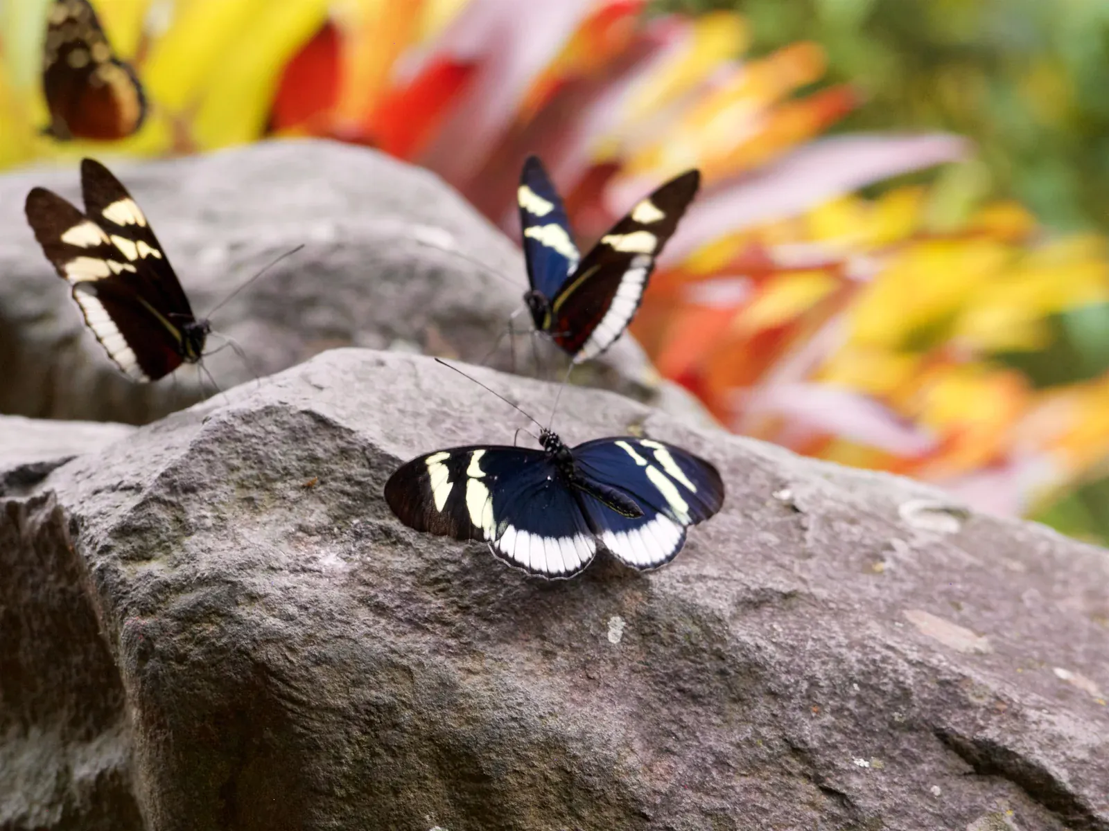 Schmetterlinge auf einem Felsen im Schmetterlingshaus
