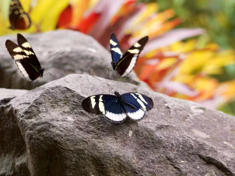 Schmetterlinge auf einem Felsen im Schmetterlingshaus