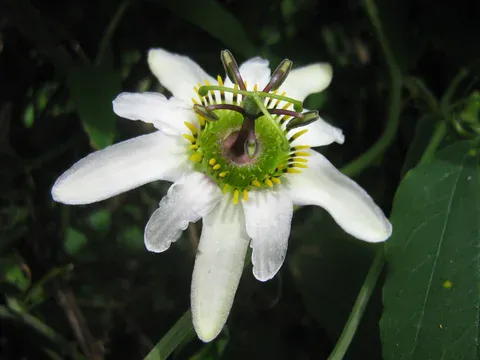 Passionsblume im Jardín Botánico del Quindío