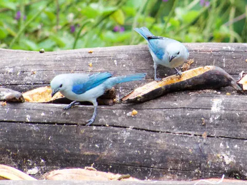 Bischofstangaren im Jardín Botánico del Quindío