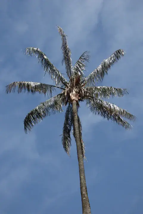 Wachspalme von unten gesehen