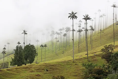 Wax palms in the mist, Cocora Valley