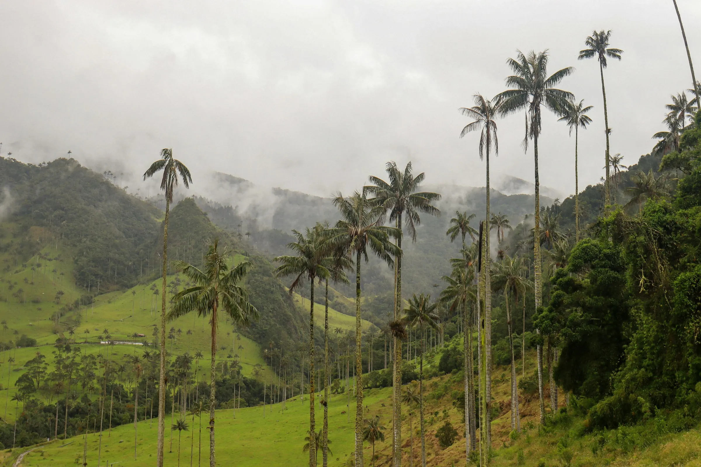 Colline de palmiers de cire dans la brume, vallée de Cocora