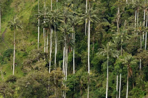 Wax palms in the Quindío mountains