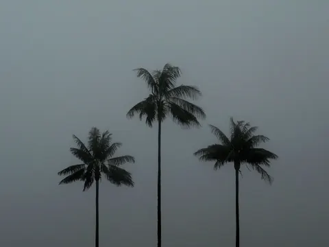 Quindío wax palms