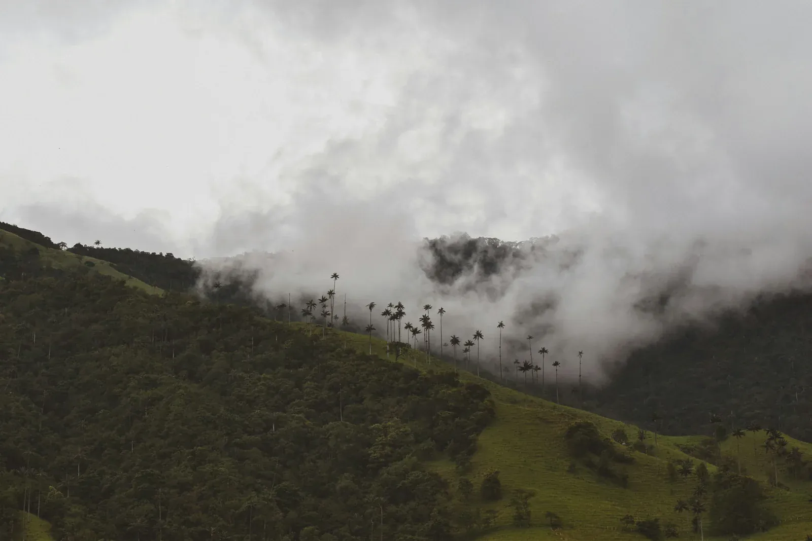 Wax palms under the clouds on the ridges