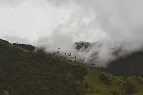Wachspalmen unter den Wolken auf den Bergkämmen