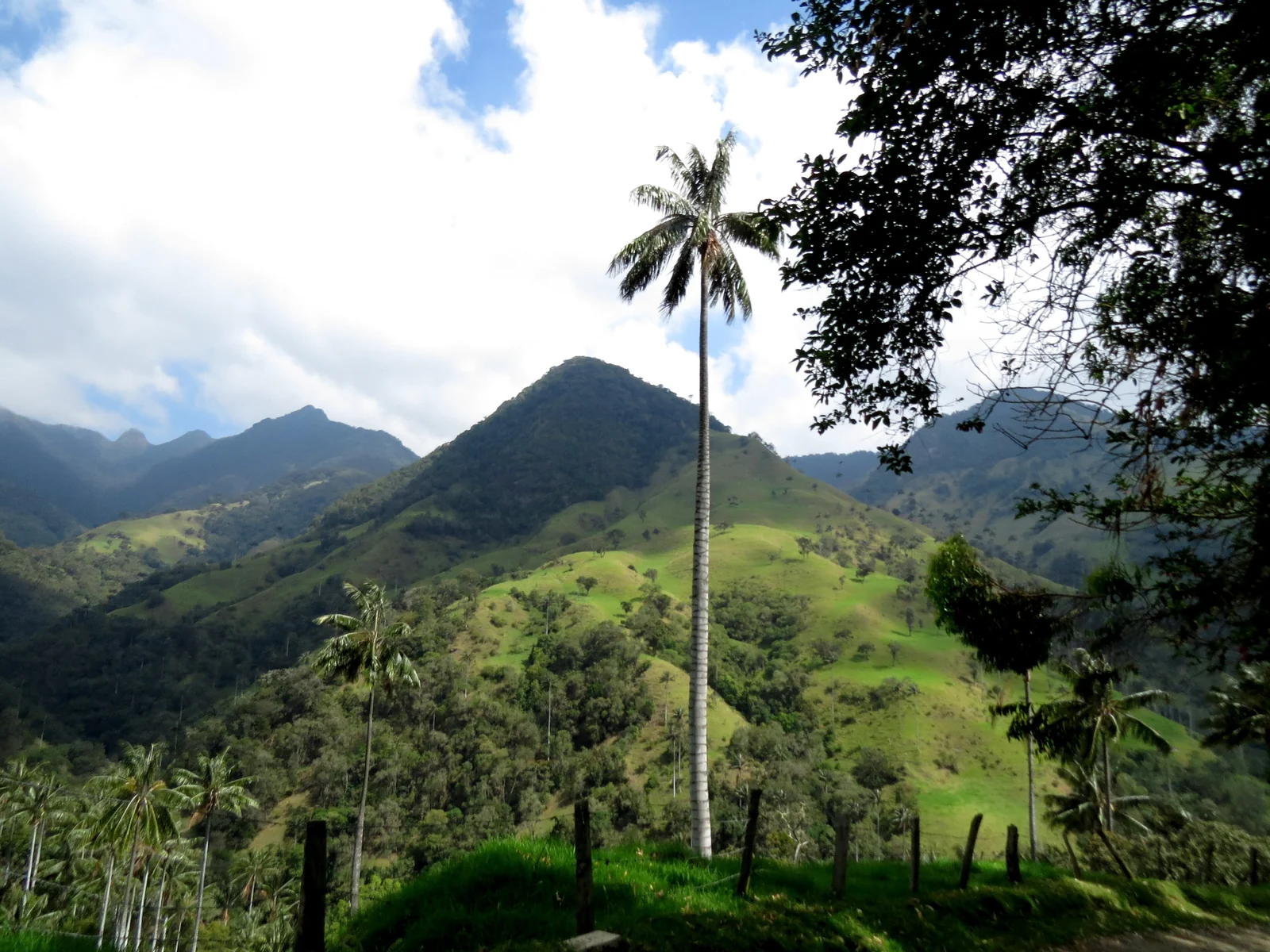 Palmiers de cire dans les montagnes du Quindío