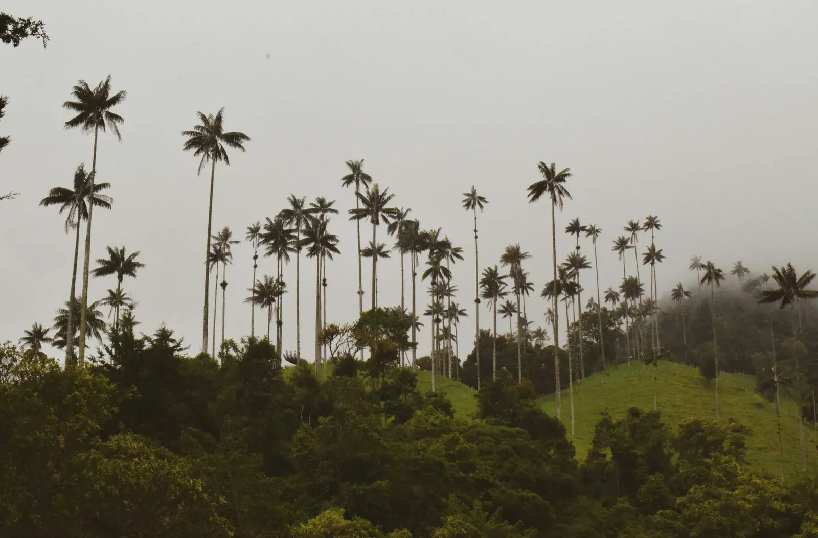Wax palms under a heavy sky