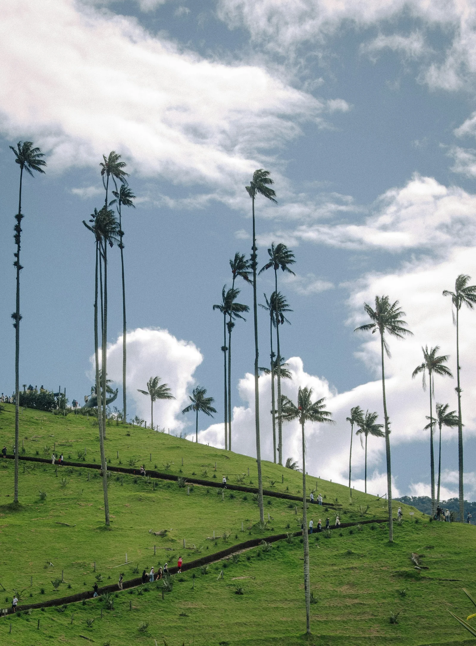 Wax palms on a green hill