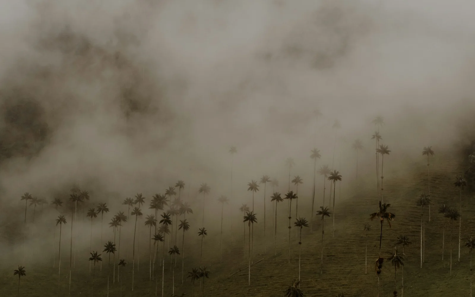 Palms rising out of the fog