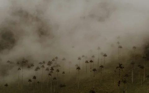 Palmen, die aus dem Nebel ragen