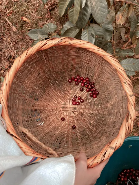 Erntekorb für Kaffee