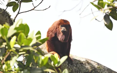 Red howler monkey in a tree