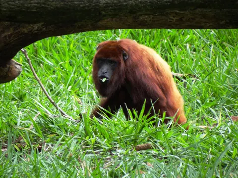 Red howler monkey