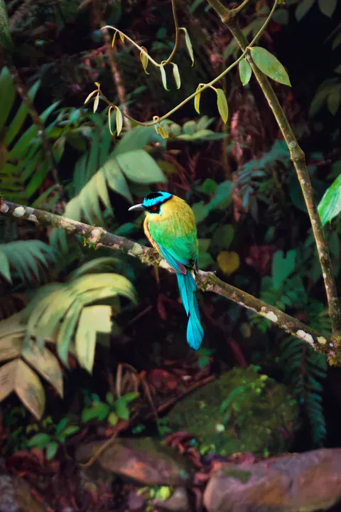 Blauscheitelmotmot an den Thermalquellen von Santa Rosa
