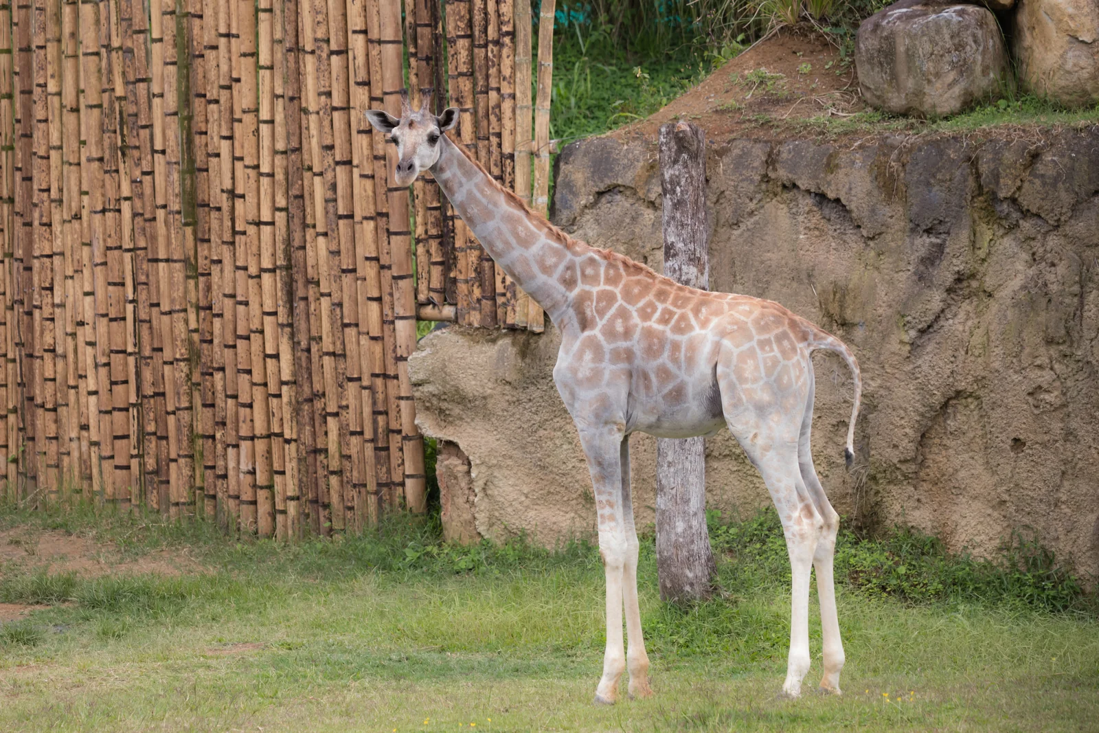 Otún, the Ukumarí Biopark giraffe