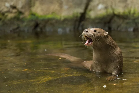 Otter im Biopark Ukumarí