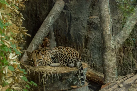 Ruhender Ozelot, Biopark Ukumarí