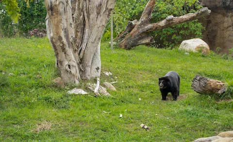 Brillenbär im Biopark Ukumarí