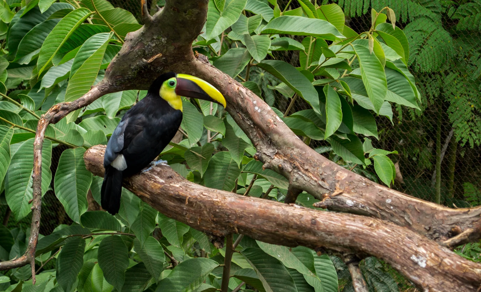 Tukan im Biopark Ukumarí