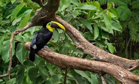 Tukan im Biopark Ukumarí