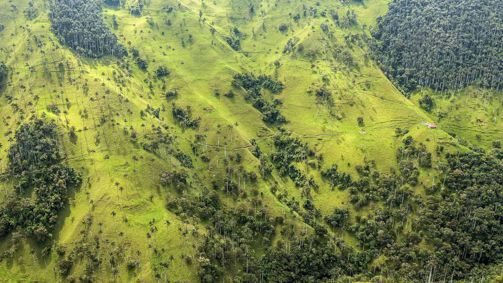 Vista aérea muy verde
